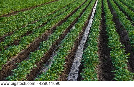 Water Flows Through An Irrigation Canal On A Potato Plantation. Surface Irrigation Of Crops. Europea