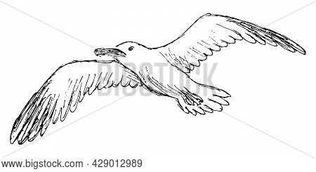 Rough Grunge Sketch Of A Flying Seagull. Simple Freehand Pencil Outline Drawing Of A Bird With Outst