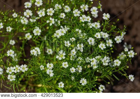 Beautiful Gypsophila Flower, Babysbreath Gypsophila Blooming In The Garden
