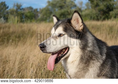 Happy Cute Alaskan Malamute Dogs Face In Summer Field