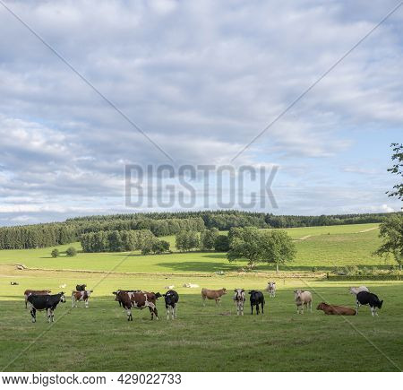 Blue Sky With Clouds And Cows In Variations Of White, Black, Brown And Red In Green Grassy Park Land