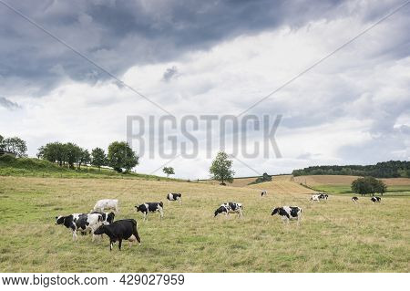 Cloudy Sky And Black And White Cows Near Treas In French Ardennes Near Charleville In France