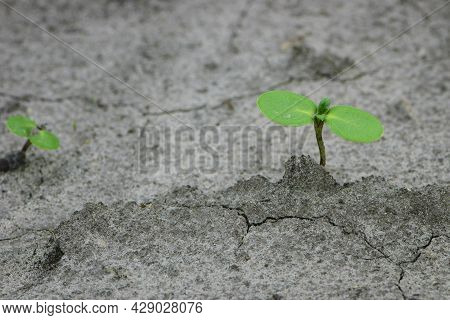 Sunflower Sprout, Green Leaves, Closeup. Giving Life, A Small Green Sprout In The Ground. Soil With 