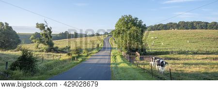 Blue Sky And Early Morning Rural Countryside Landscape With Cows In Meadow And Trees Near Charlevill