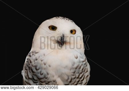 Beautiful Eagle Owl Sitting On The Stone. Wildlife Scene From Nature.isolate On Black Background