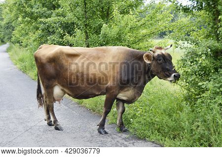 Beautiful Big Milk Cow Grazes On Green Meadow