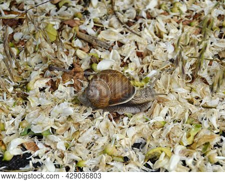 Big Garden Snail In Shell Crawling On Wet Road Hurry Home