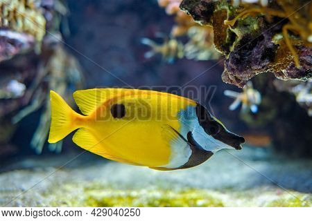 Foxface rabbitfish (Siganus vulpinus) fish also known as foxface or foxface lo underwater in sea with corals in background