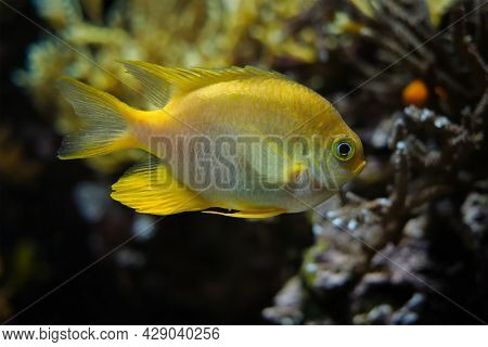 Golden damselfish Amblyglyphidodon aureus underwater in sea with corals in background
