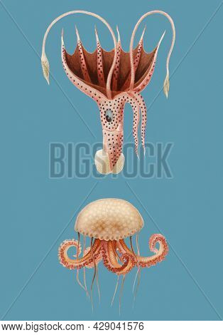 Vintage Illustration of Mauve stinger jellyfish and Squid.