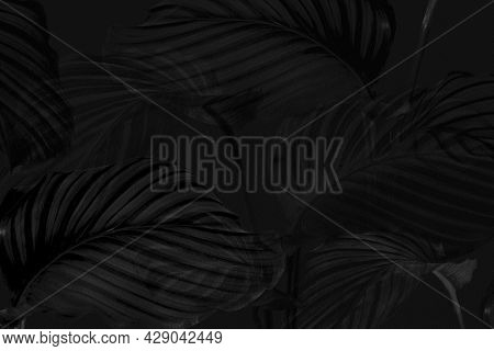 Dark calathea leaves background design resource 