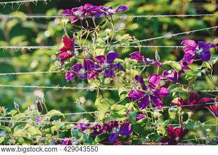 Purple Clematis Flowering On Hempstring Plant Support In The Garden