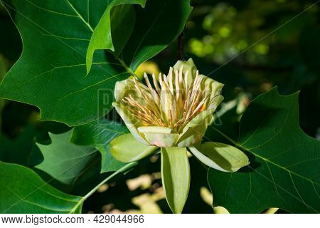 Liriodendron Tulipifera, Known As The Tulip Tree, American Tulip Tree, Tulip Tree.