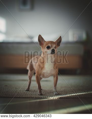 Eyeless Chihuahua Dog, 12 Years Old On Grass