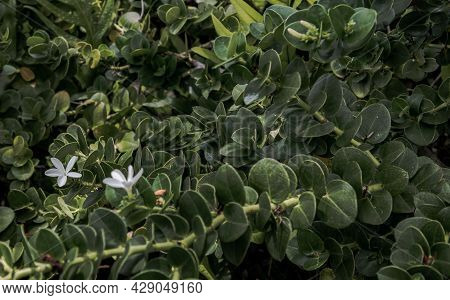 Carissa Macrocarpa. White Flowers And Green Leaves Background, Natal Plum Carisse, Shrub Native To S