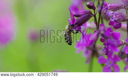 Bee On A Flower. European Bee Collects Nectar On A Pink Meadow Flower Viscaria Vulgaris. Honey Bee, 