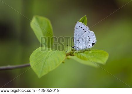 Little Blue Butterfly Sits On A Green Leaf. A Bright Blue Butterfly Sits On A Tree Branch On A Beaut