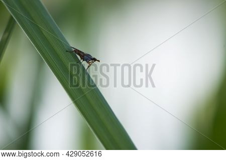 Tephritidae. Tephritis Bardanae Gall Fly. Fly In The Family Tephritidae, Responsible For Galls On Bu