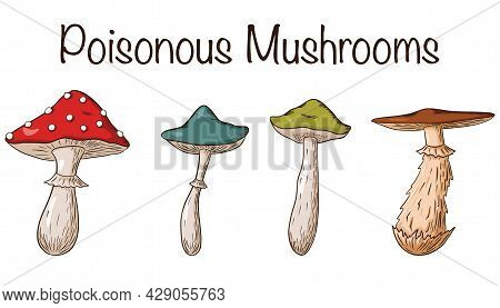 Poisonous Mushrooms Set. Collection Of Hand Drawn Poisonous Mushrooms. Amanita, Fungus, Grebe, Toads