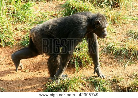 Gorila correndo