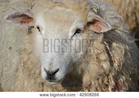 Inför en Romney ewe