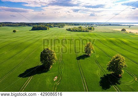 View From Above On Several Trees With Shadows In A Green Field And Forest In The Background