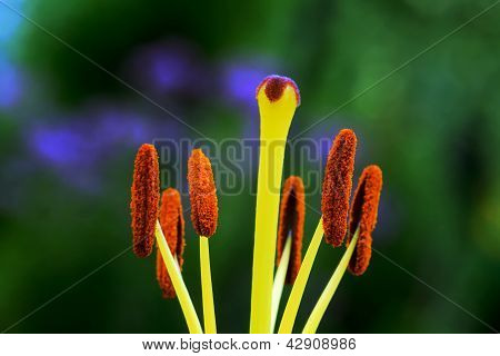 ดอกลิลลี่ - carpel และ stamen