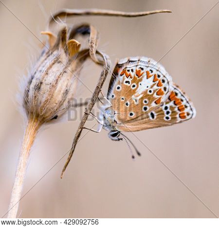 Brown Argus (aricia Agestis) Butterfly Perched On Plant Against Light Background
