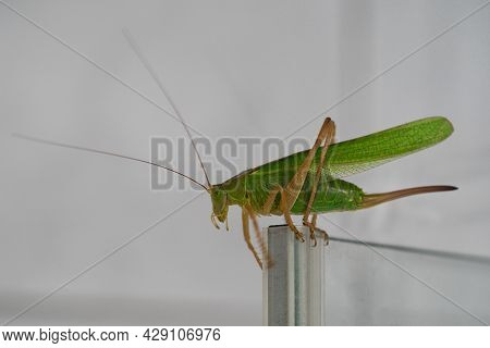 A Black-kneed Conehead Or Black-kneed Meadow Katydid Conocephalus Melaenus,isolated On White Backgro