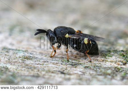 Closeup Of A Rather Rare And Dark Black Chalcid Wasp, Brachymeria Obtusata On A Piece Of Wood