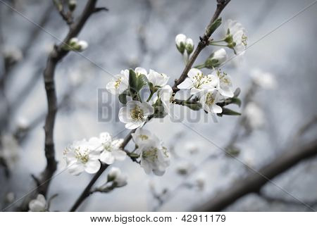 Ramo di fiori di frutta di primavera