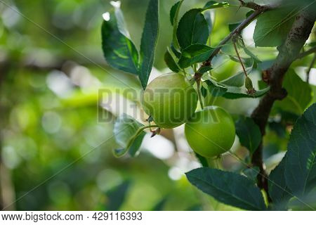 Single Branch Of Apple Tree With Growing Two Green Apples In Orchard In Vaud, Switzerland During Sum