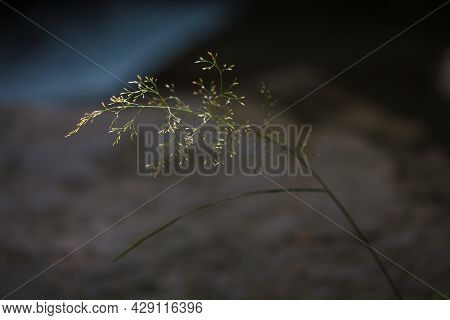 Single Strand Of Wild Flowering Grass With Blurred Water Stream On The Background. Narrow Focus. Nat