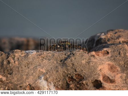 Crab In Aruba Perched Atop A Rock.
