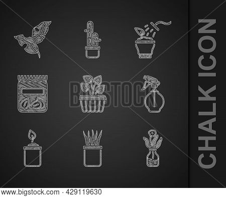 Set Indoor Plant Ivy In A Pot, Plant, Flower Glass Bottle, Water Spray, Sprout, Pack Full Of Seeds O