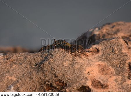Soft Shelled Crab On A Rock In Aruba.
