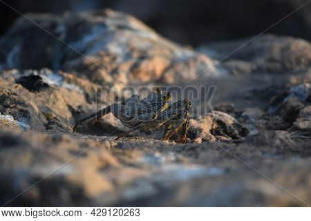 Soft Shelled Crab Creeping On A Rock In Aruba.