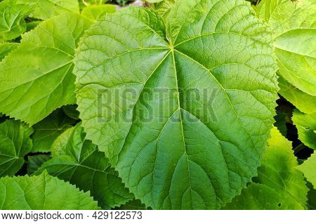 Leaves Of Paulownia Tomentosa Tree In The Garden. Closeup Leaf Of Paulownia Plant