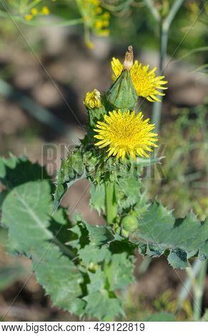 Yellow Thistle (lat. Sonchus Oleraceus) Grows In The Wild
