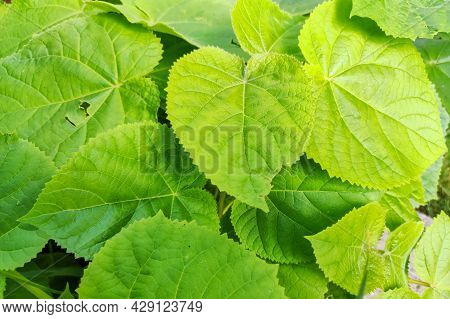 Leaves Of Paulownia Tomentosa Tree In The Garden. Closeup Leaf Of Paulownia Plant