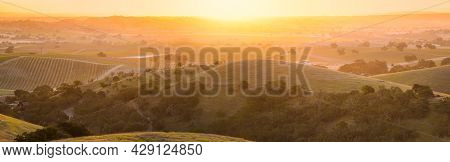 Sunrise On The Vine Covered Hills Of Wine Country