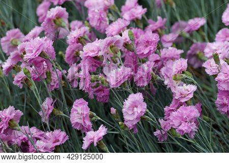 Pink Garden Pink, Dianthus Plumarius Variety Rose De Mai, Flowers, With A Background Of Blurred Leav