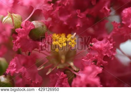 Crape Myrtle Flowers In Full Bloom. Lythraceae Deciduous Tree.