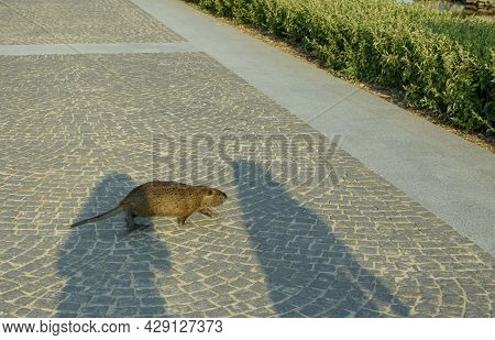 An Adult Large Nutria Is Running Along The Alley. Fluffy Brown Nutria With A White Mustache In A Cit
