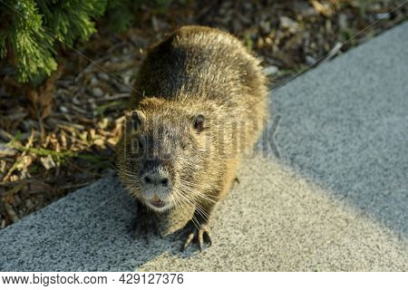 Adult Nutria Closeup. Fluffy Brown Nutria With A White Mustache In A City Park.