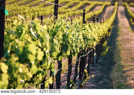 Close Up Of Lush Green Grape Vines In Vineyard