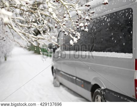 Frozen Rown Berries Hanging On The Branches And A Minivan Driving By, Very Shallow Dof