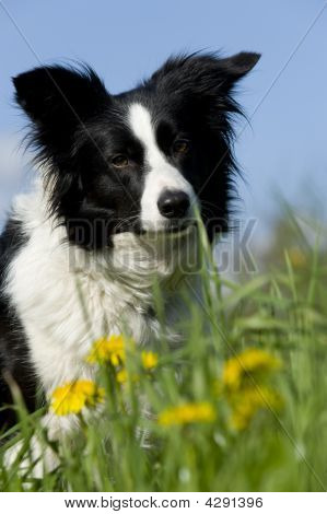 Bordercollie