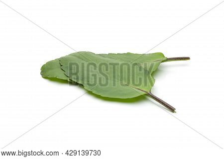 Kalanchoe Pinnata Or Miracle Plant Fresh Green Leaves On Isolated White Background