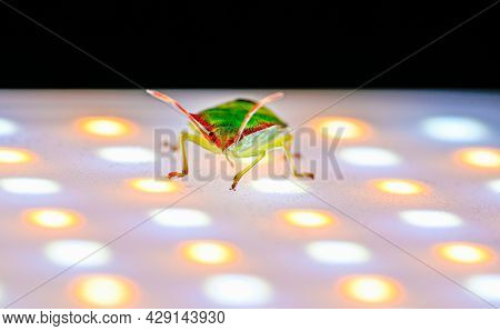 Illuminated Green Stink Bug Walking On Led Light